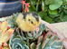 PANSY & Black & White quail chicks (require heat)