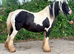 Big heavy cob mare.