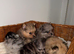 Miniature Russian Pomeranian Puppies Available