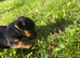 ***Jack Russell pups for sale 2 boys  left ***