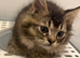 1 British longhair x Mainecoon Male