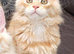 Female Maine Coon kitten ready now