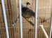 Zebra finch