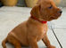 Beautiful KC Reg Dark Red Working Labrador Puppies