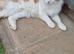 Maine coon stud