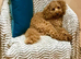 Toy poodle puppy available