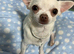 Tiny chi for stud 1.2kg chihuahua
