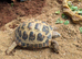 8 year old tortoise