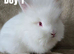 BEAUTIFUL PUREBRED LIONHEAD BABIES