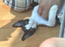Beautiful 3-Month-Old Boy Kitten
