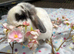 Dwarf mini lop male