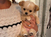 Chihuahua puppy
