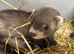 Ferrets hobs 2 hobs available