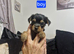 F1 Stunning purebred yorkshire terrier's ️