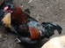 Roosters and cockerels for sale