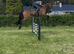9yo 17.2hh gelding