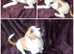 Jack Russell Puppies