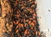 Gromphadorhina portentosa