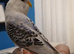 Hand tame budgie