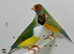Beautiful pair of gouldian finches for sale