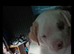 American Pocket Bully x American Bulldog Puppies