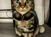 Joy the bengal