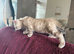 Pure Snow Lynx Bengal Girl, Ready Today!