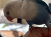 Love bird semi tame