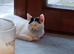 2 kittens