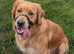 kC proven dark golden retriever