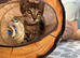 Fluffy bengals