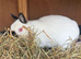 Boy and girl Netherland dwarf