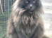 Female cat