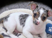 Jack Russel