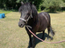 4yr old DHP mare backed but not ridden away