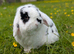 Mini lop