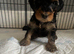 Yorkiepoo puppies