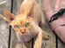 Male Sphynx