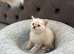 Last one Adorable Scottish fold kitten