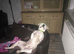 Staffordshire bull terrier for STUD DUTIES