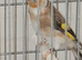 serbian x European goldfinch