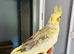 Tame baby cockatiel parrot