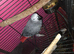 Talking african grey with papers and dna
