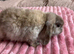 Various mini lops