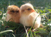 Bantam Partridge Wyandotte &ndash; Hatching Eggs & Chicks Available