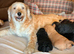 Gorgeous Miniature Labradoodles pups