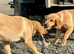 RKC REG'D GOLDEN YELLOW BEAUTIFUL LAB PUPS