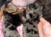 Miniature dachshund puppies