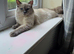 Female Blue Mink Ragdoll