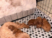 ️ Red cockapoos ️